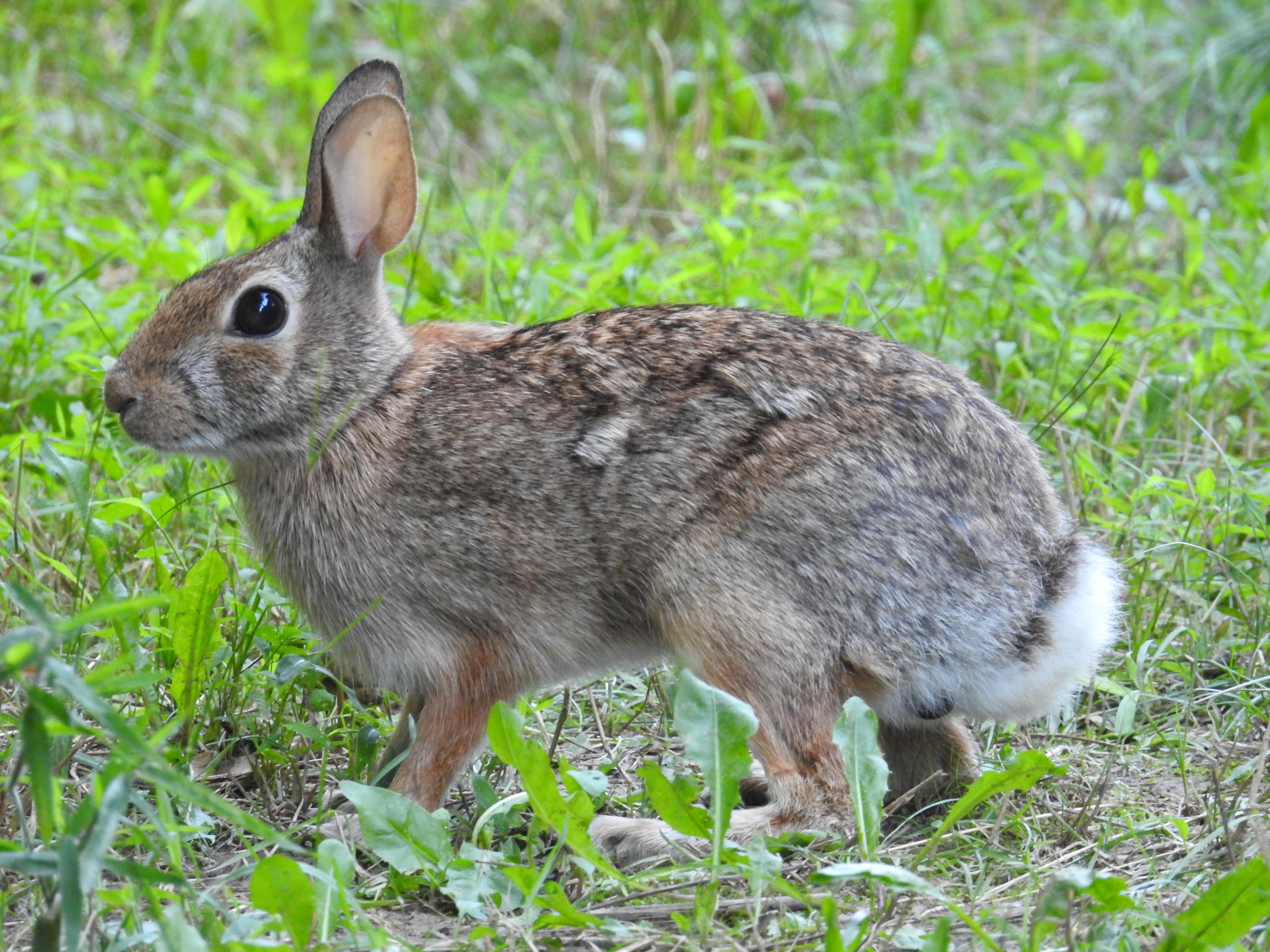 A rabbit sits in the grass